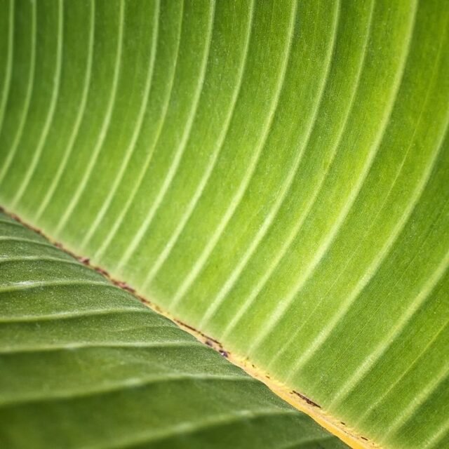 Natur Blaetter 12