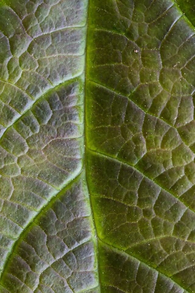 Natur Blaetter 13