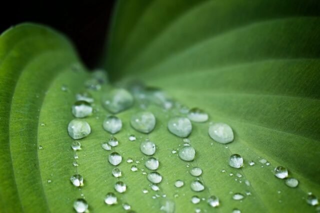 Natur Blaetter 15