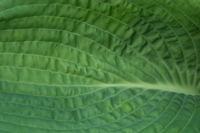 Natur Blaetter 18