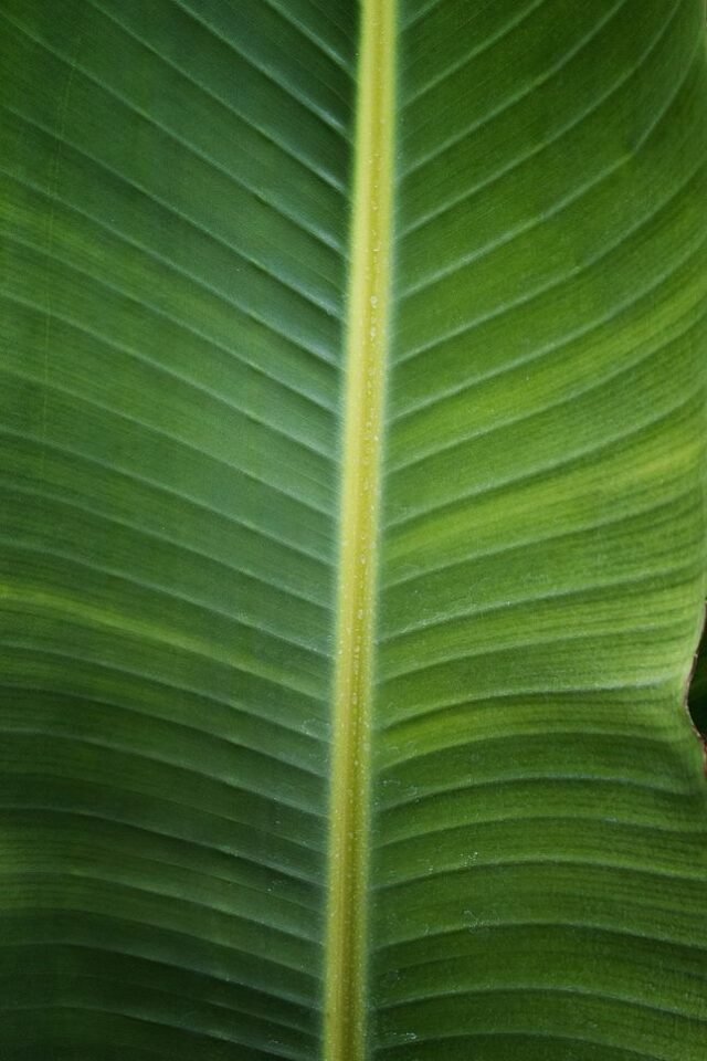 Natur Blaetter 21