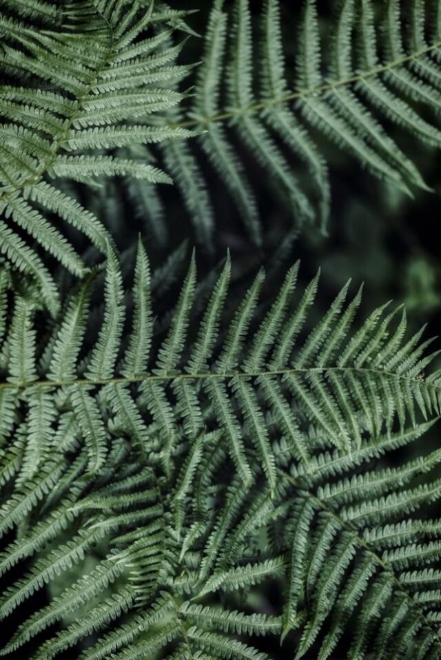 Natur Blaetter 22