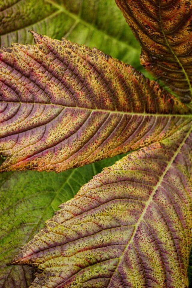 Natur Blaetter 24