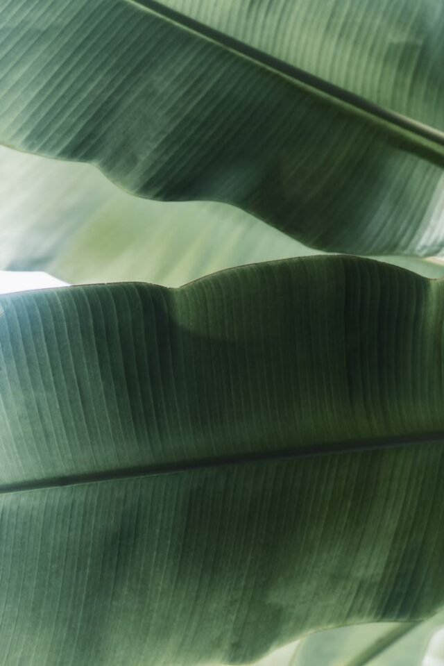 Natur Blaetter 26