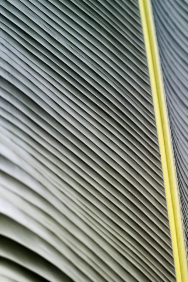 Natur Blaetter 27