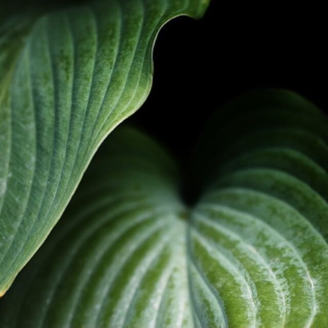 Natur Blaetter 29