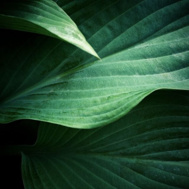 Natur Blaetter 30
