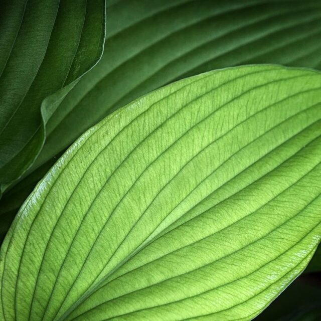 Natur Blaetter 31
