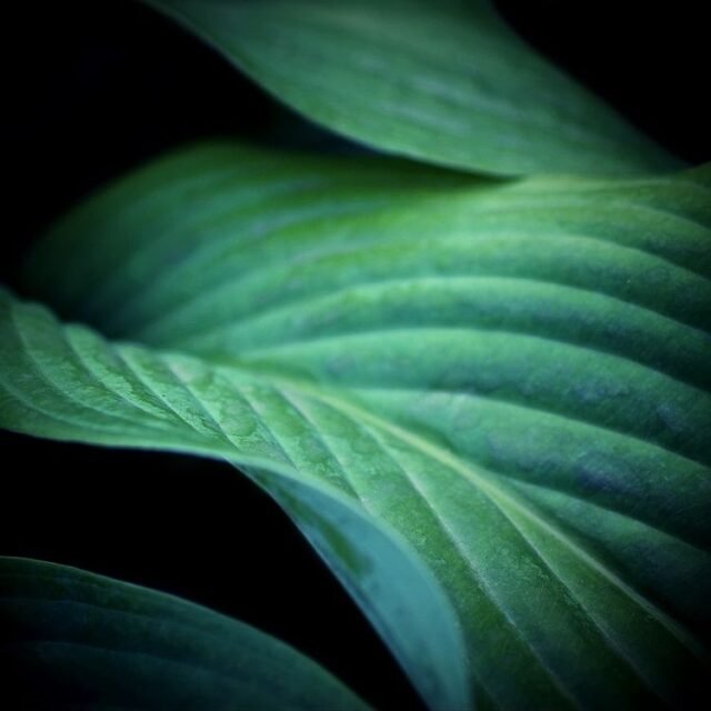 Natur Blaetter 32