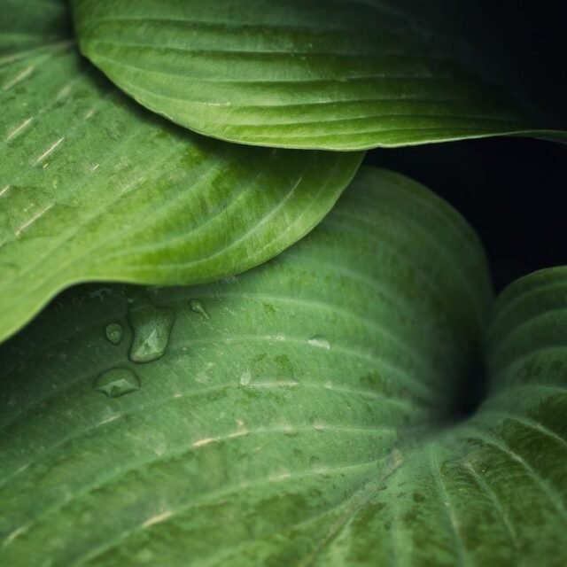 Natur Blaetter 33