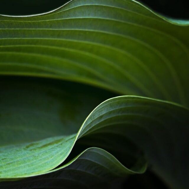 Natur Blaetter 36