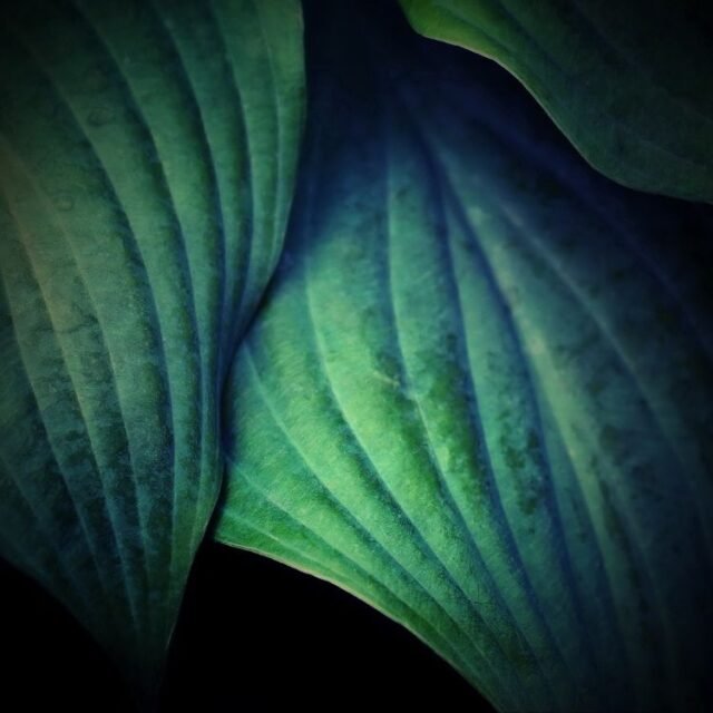 Natur Blaetter 37