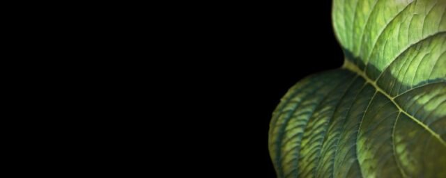 Natur Blaetter 40
