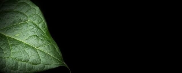 Natur Blaetter 41