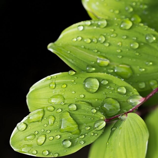 Natur Blaetter 47