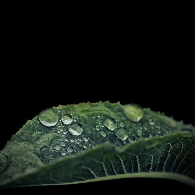 Natur Blaetter 48