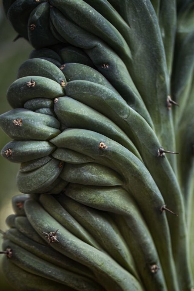 Natur Blaetter 49