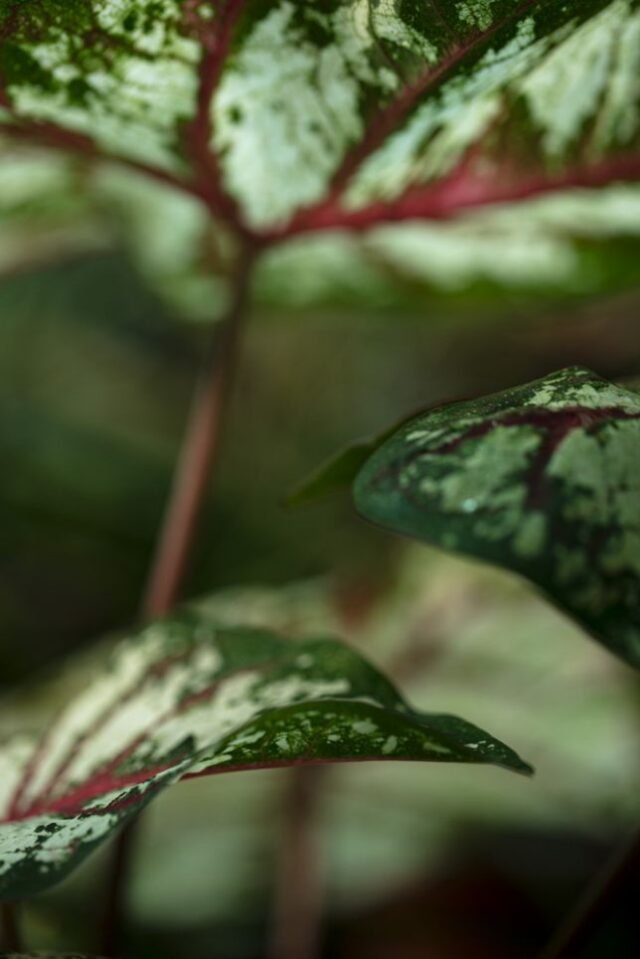 Natur Blaetter 50
