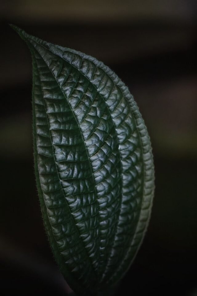 Natur Blaetter 51