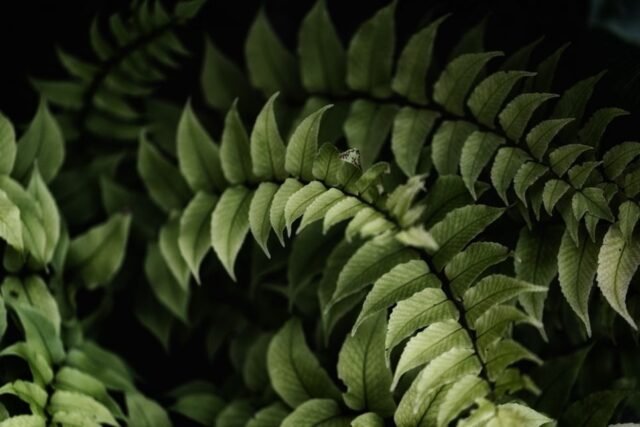 Natur Blaetter 53