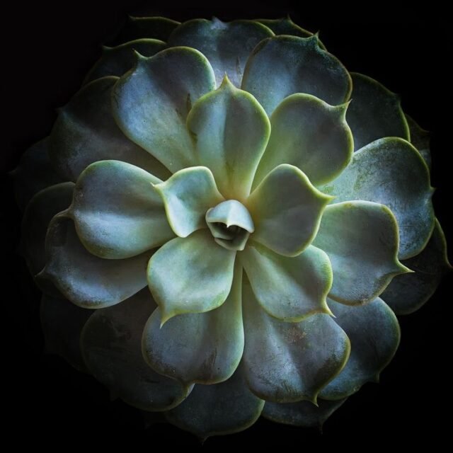 Natur Blaetter 54