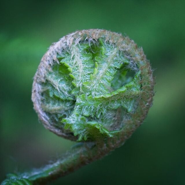 Natur Blaetter 56