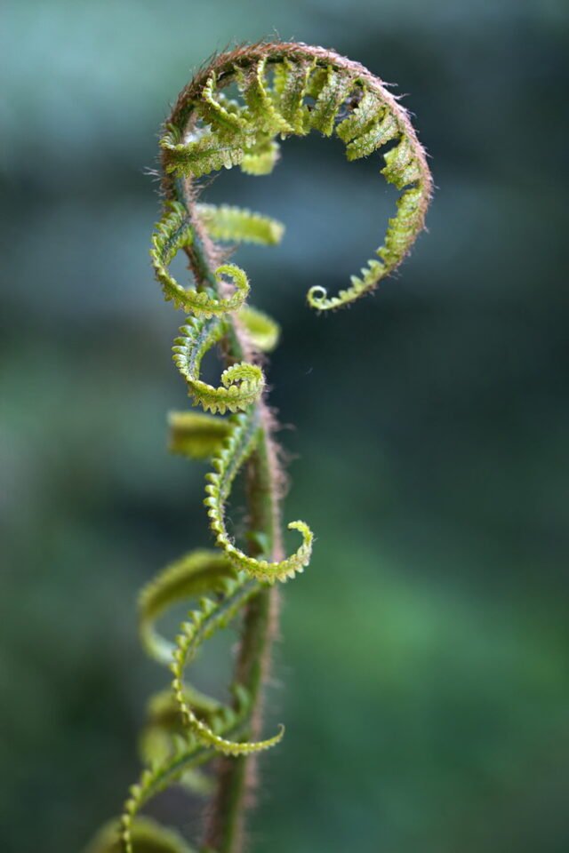 Natur Blaetter 57