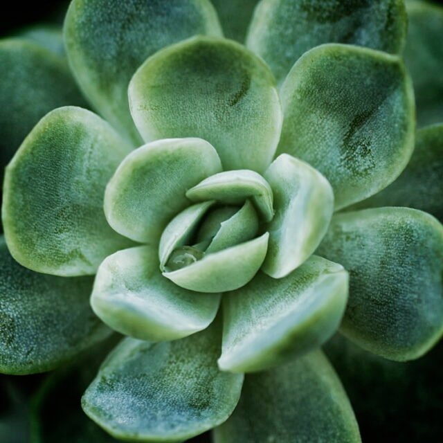 Natur Blaetter 58