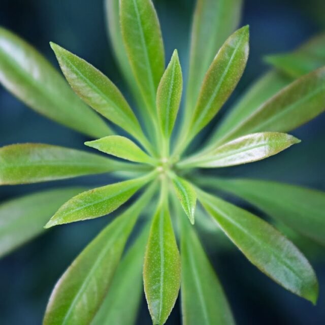 Natur Blaetter 60