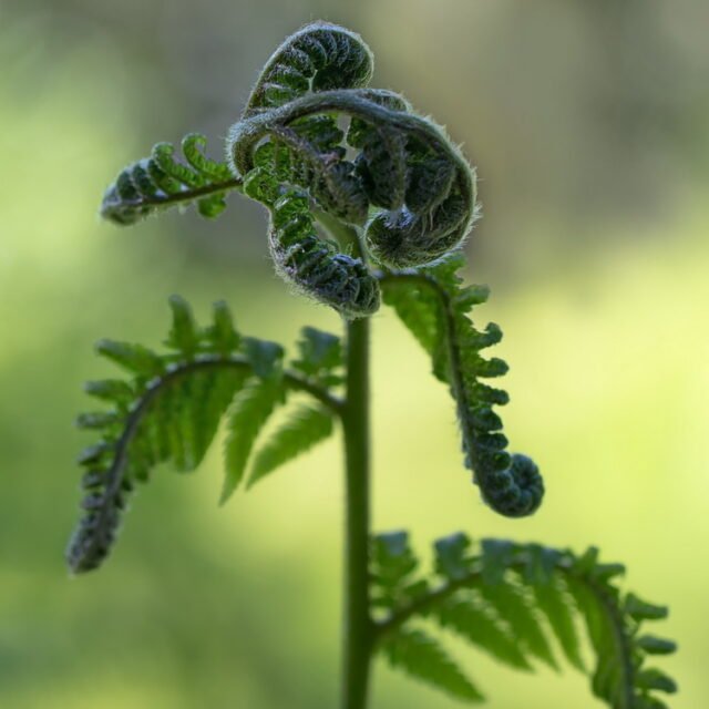 Natur Blaetter 64