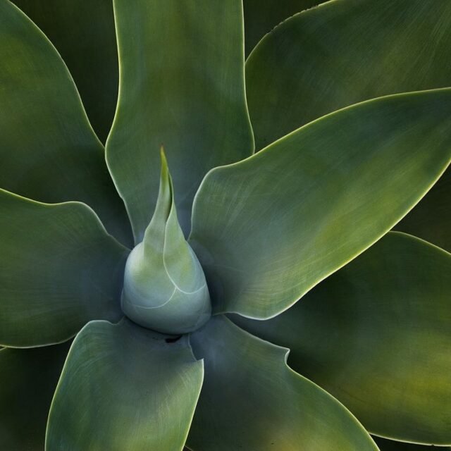 Natur Blaetter 66