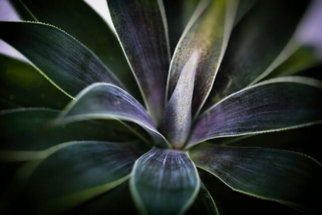 Natur Blaetter 67