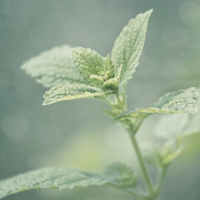 Natur Blaetter 71