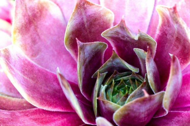 Natur Blaetter 72