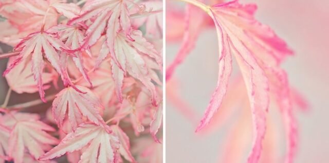 Natur Blaetter 73