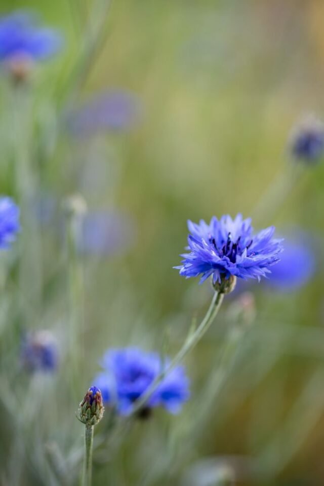Natur Blueten Bunt 005