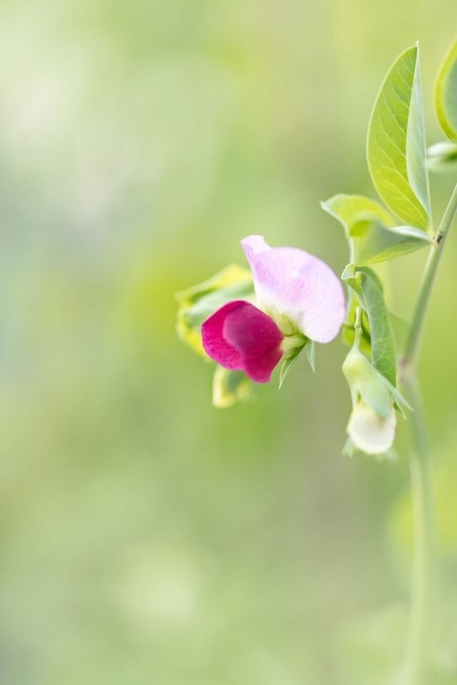 Natur Blueten Bunt 020