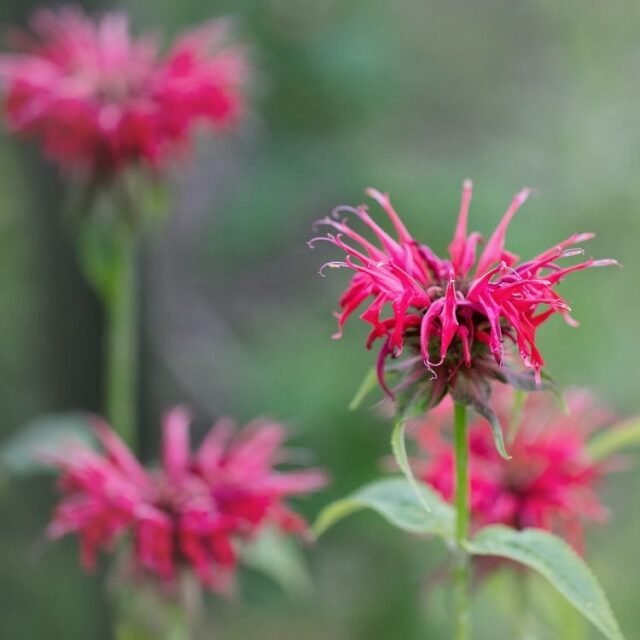 Natur Blueten Bunt 024