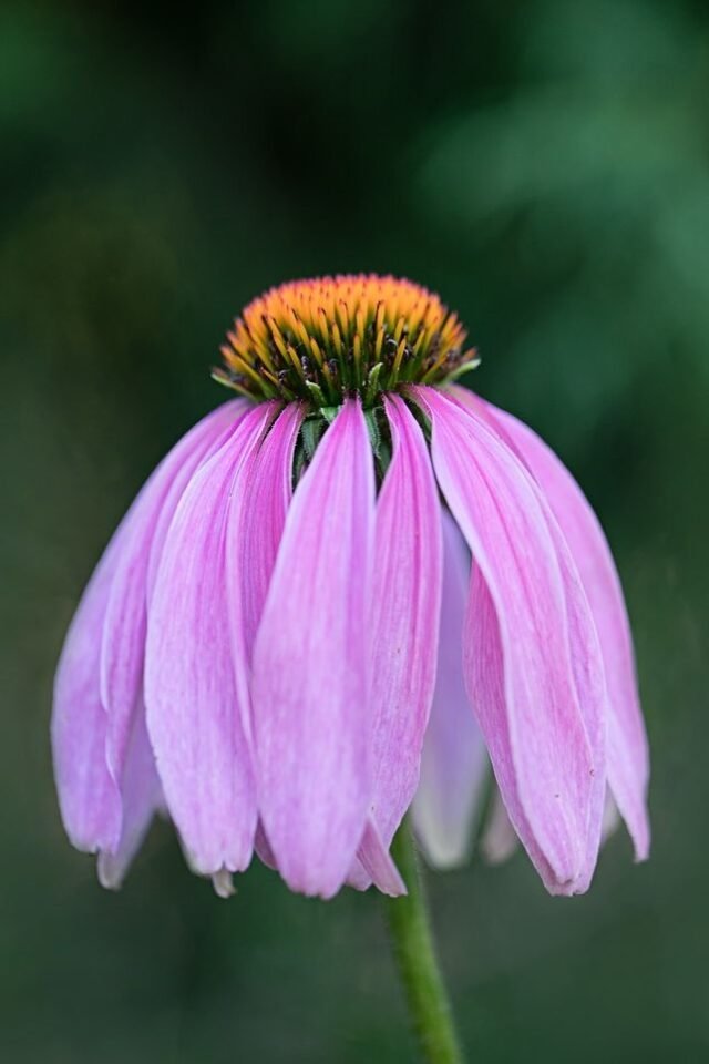 Natur Blueten Bunt 027