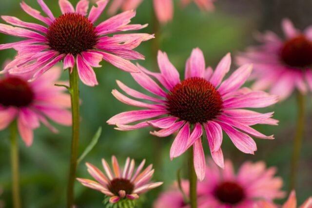 Natur Blueten Bunt 030