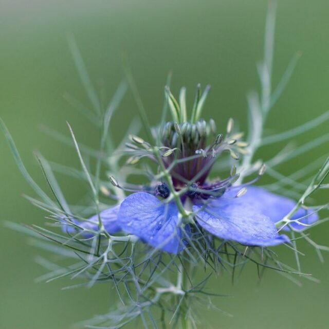 Natur Blueten Bunt 035