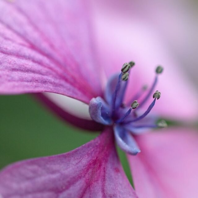 Natur Blueten Bunt 042