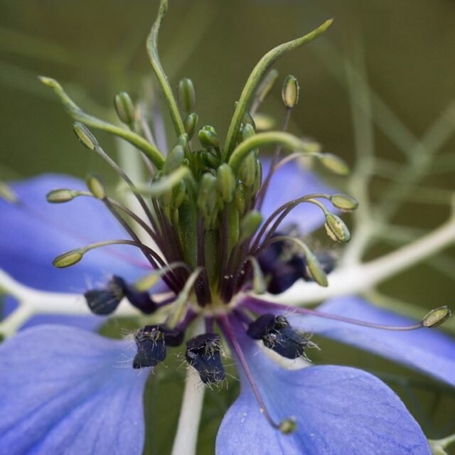 Natur Blueten Bunt 045