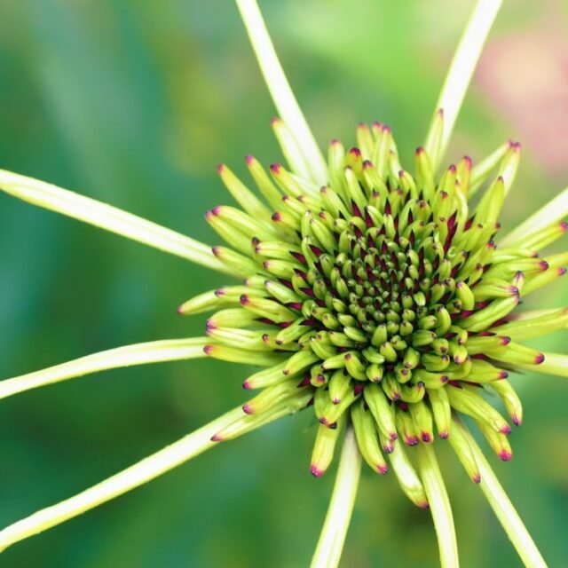 Natur Blueten Bunt 046