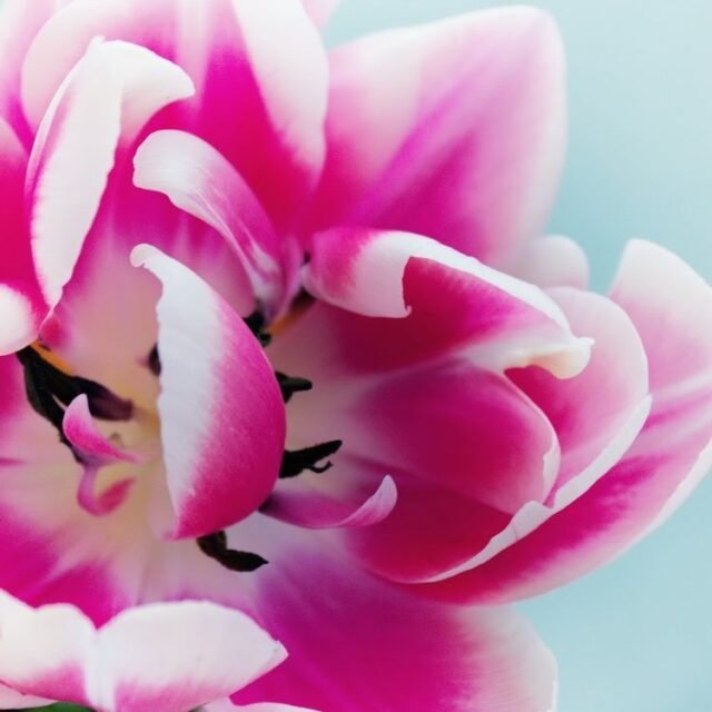 Natur Blueten Bunt 048