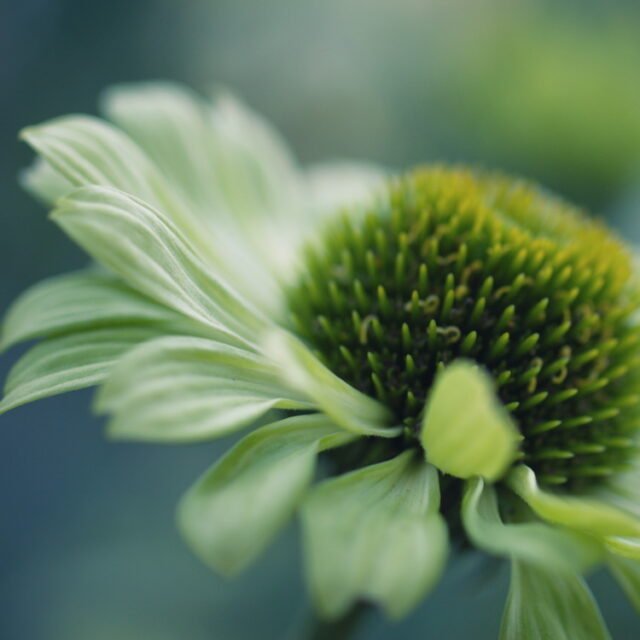 Natur Blueten Bunt 049