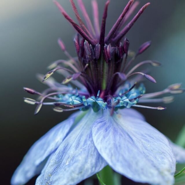 Natur Blueten Bunt 053