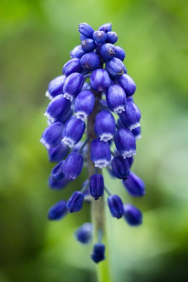 Natur Blueten Bunt 056