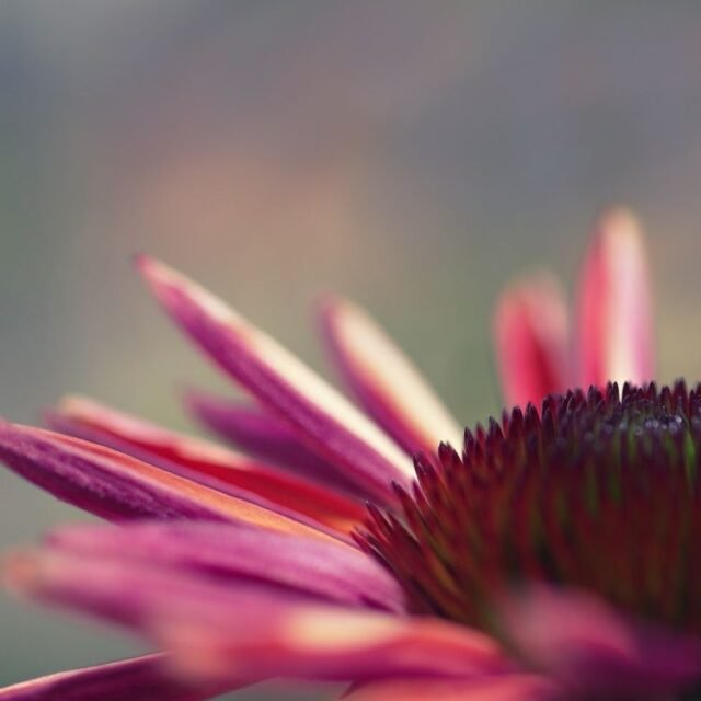 Natur Blueten Bunt 057