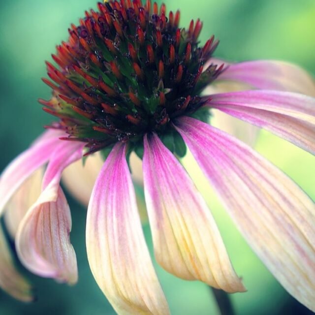 Natur Blueten Bunt 066